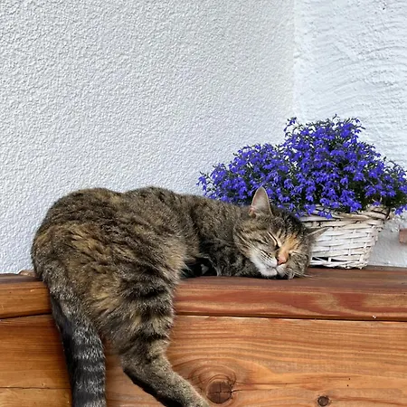 Апартаменты Niedermaisgut *