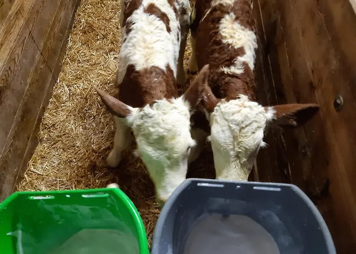 Niedermaisgut * Gasthof