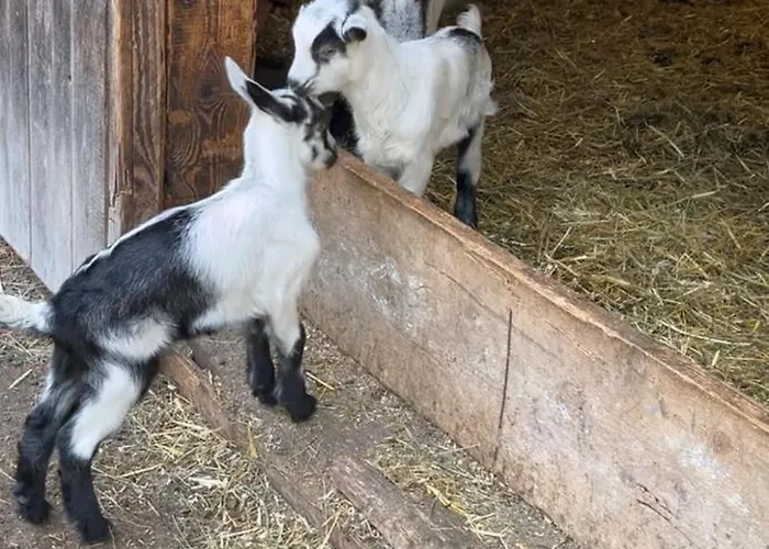 Niedermaisgut Gasthof