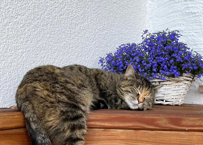 Daire Niedermaisgut *