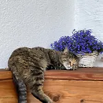 Apartment Niedermaisgut *